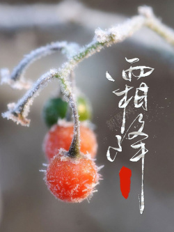 半肉霜降二十四节气海报背景psd高清图片