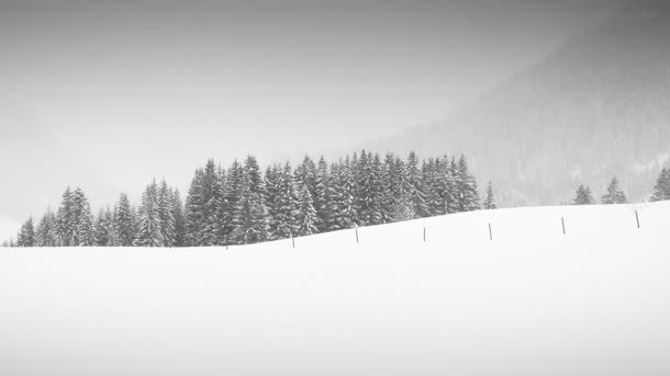 灰色雪景树林壁纸jpg设计背景_新图网 https://ixintu.com 壁纸 树林 灰色 雪景