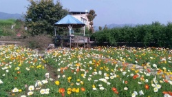 四月芳菲人间四月芳菲尽山寺桃花始盛开高清图片