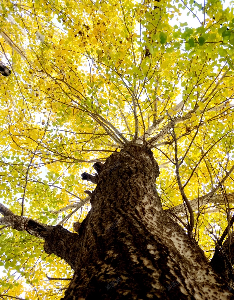 时节金秋树由新图网用户分享上传,推荐搜索勇敢,幸福,快乐,树,美好