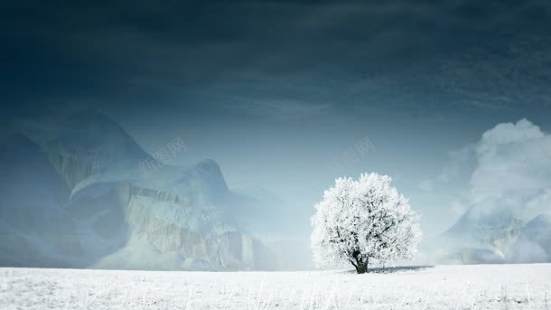 下雪天树木结冰壁纸背景
