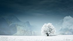 树木结冰下雪天树木结冰壁纸高清图片