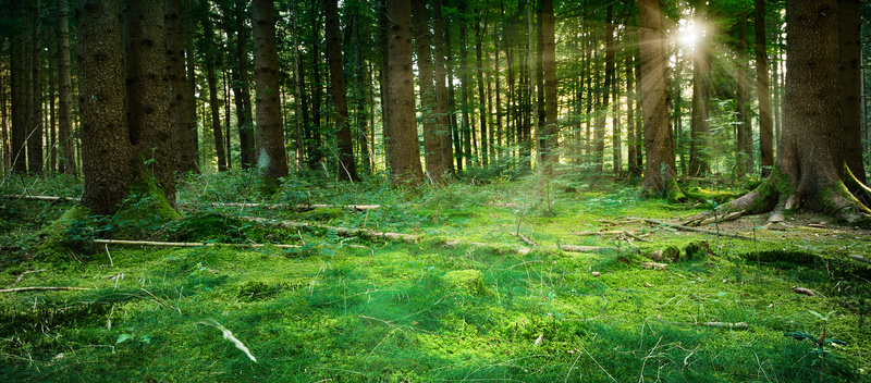 绿色电话绿色森林背景摄影图片