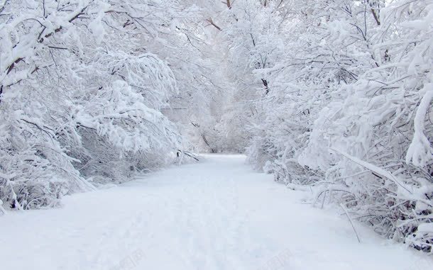 冬天雪树白茫茫的路jpg设计背景_新图网 https://ixintu.com 冬天 白茫茫