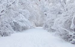 白茫茫冬天雪树白茫茫的路高清图片