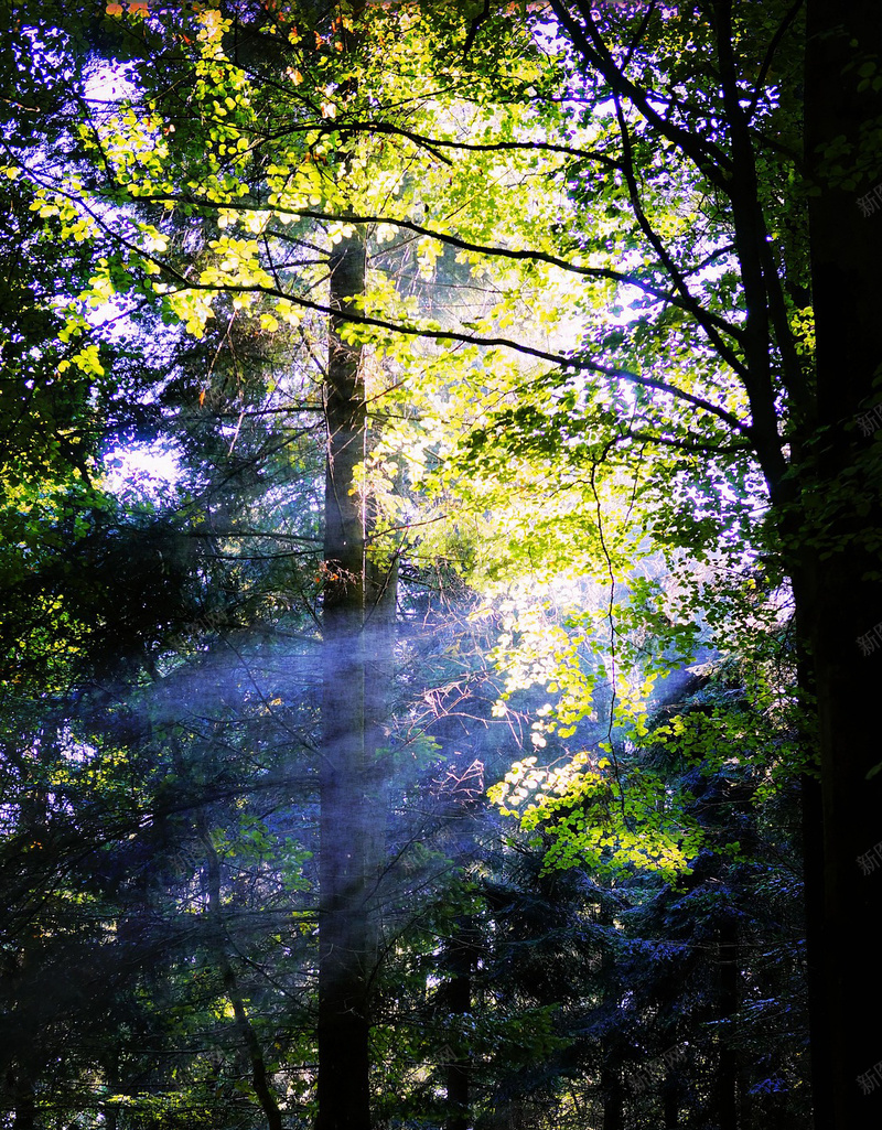 森林景观jpg设计背景_新图网 https://ixintu.com 丰 光 太阳 影子 心情 性质 抽象 景观 树木 森林 照明 神秘 绿色 背光 背景 阳光 颜色游戏 风景