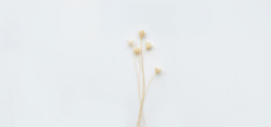 永生花保鲜花白色干花高清图片