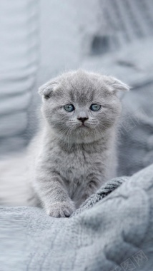可爱的小灰猫背景