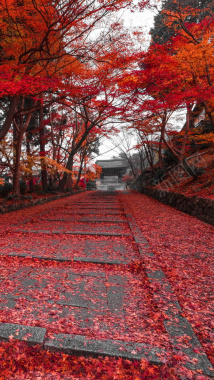 秋天围巾秋天风景气氛摄影图片