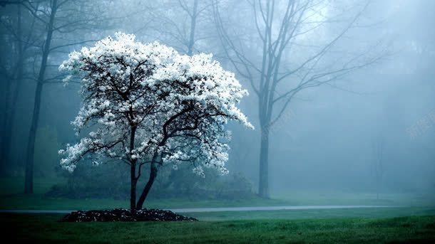 冬季白色雪花树枝海报背景背景