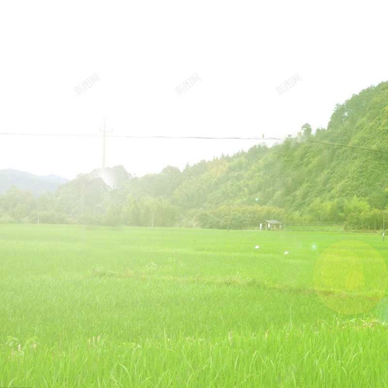 绿色草地背景psd_新图网 https://ixintu.com 主图 摄影 树林 绿色 草地 风景