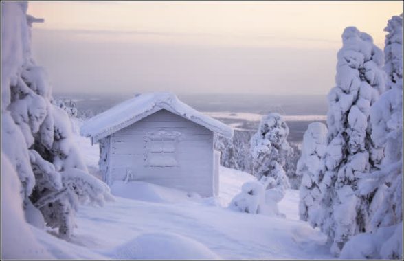 白色冬日雪地植物房屋背景