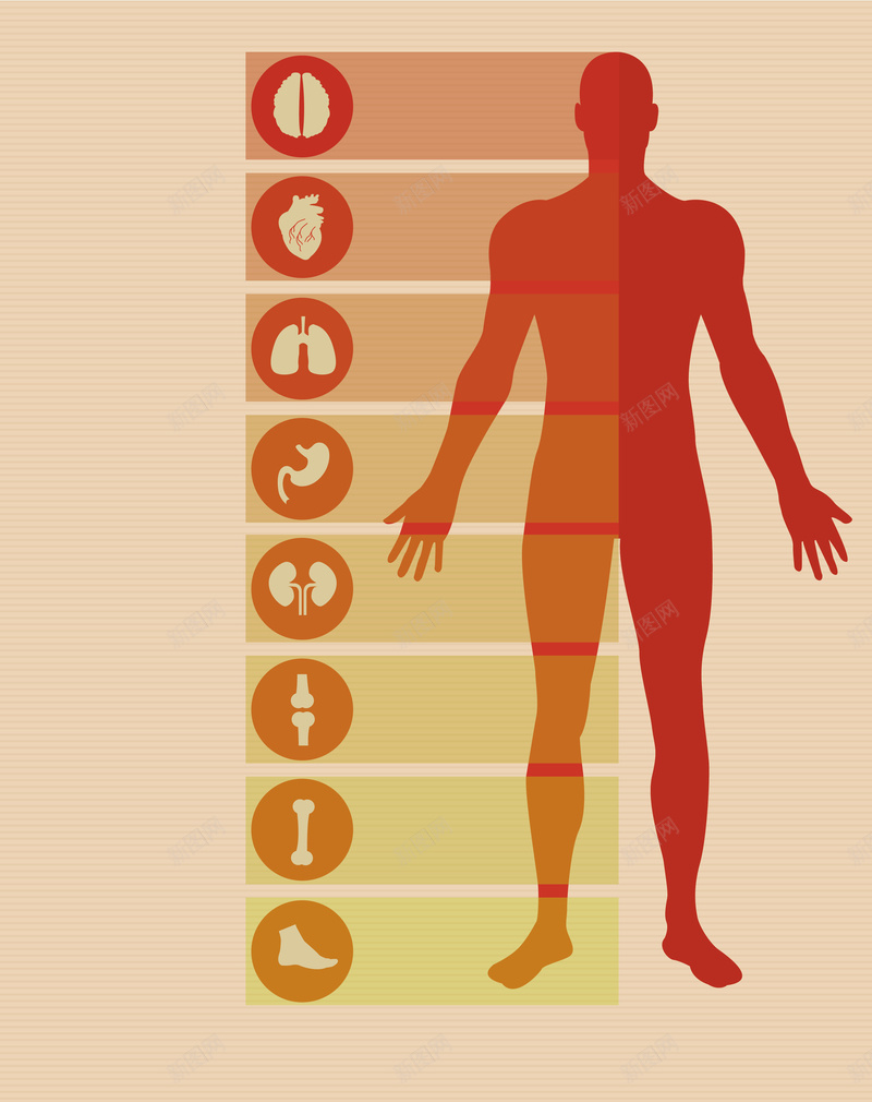 健康海报背景矢量图ai设计背景_新图网 https://ixintu.com 人体 人物 健康 健康海报 养生 医疗 医院 器官 机能 海报 背景 身体 矢量图