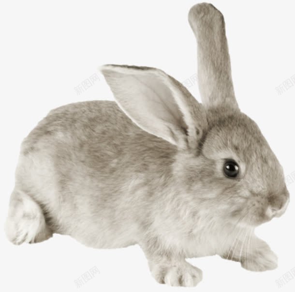 灰色兔子png免抠素材_新图网 https://ixintu.com 兔子 可爱 实物 小兔 小灰兔 灰色 萌宠