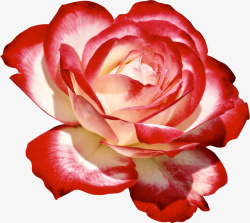植物开花一朵鲜艳的红色多层花朵高清图片
