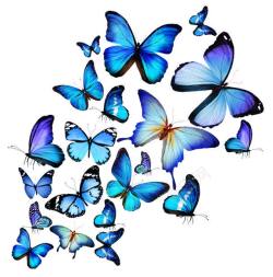 动物世界蓝色蓝色漂亮蝴蝶摄影高清图片