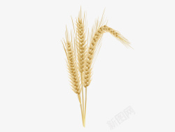 高清仿真农产品三杆精致逼真立体金色麦穗矢量图高清图片