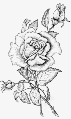 纹身黑白素描盛开的玫瑰花高清图片