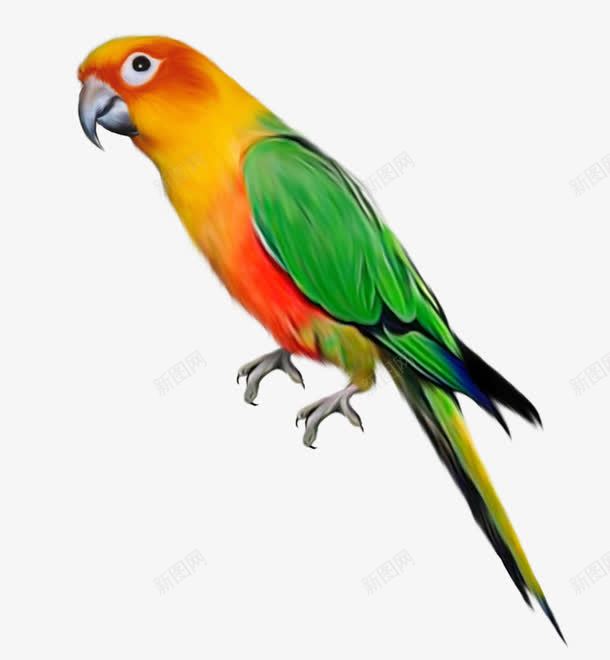 彩色鹦鹉装饰图案png免抠素材_新图网 https://ixintu.com 免抠PNG 彩色 装饰图案 鹦鹉
