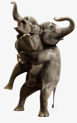 创意长海报大象格式高清图片