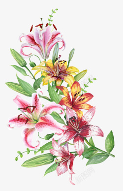 百合花水彩水彩创意百合花图高清图片