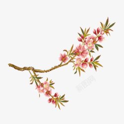 桃花枝花朵春天免费素材