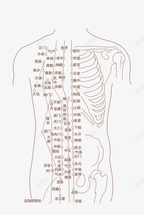 人体骨骼png免抠素材_新图网 https://ixintu.com png图形 中医 人体骨骼 人物 线条 装饰