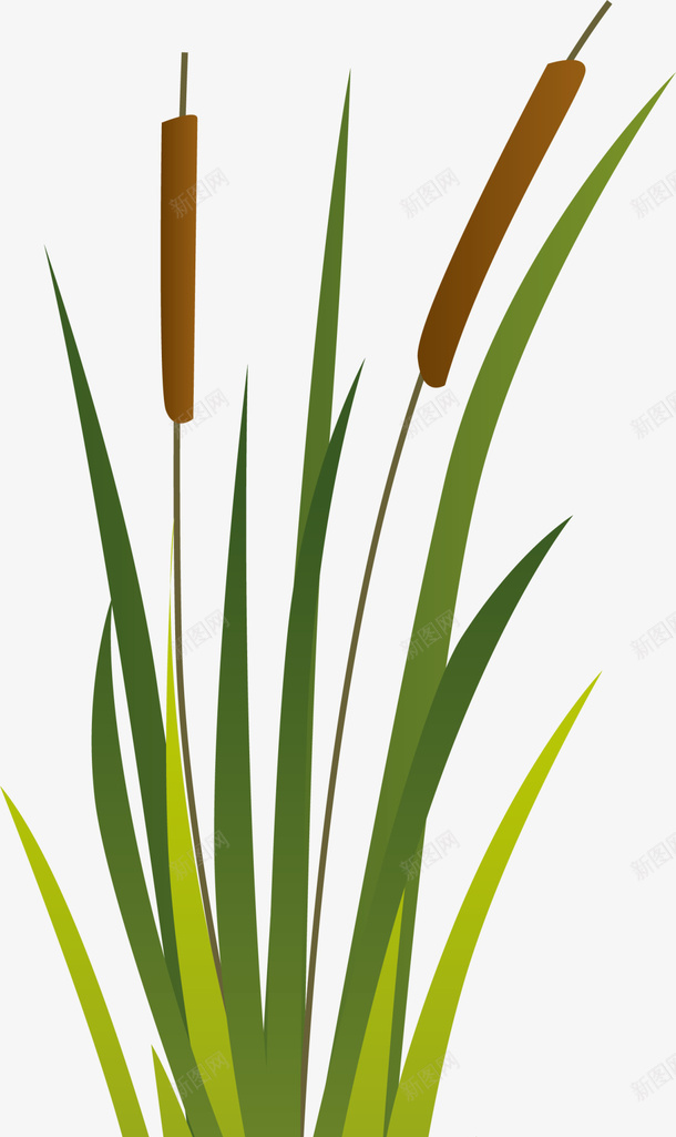 绿色卡通芦苇植物png免抠素材_新图网 https://ixintu.com 春天 春季 春日 杂草 绿色植物 自然 芦苇