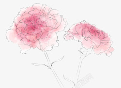 手绘线稿水彩晕染康乃馨花朵素材