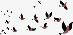 鸽子群空中飞舞的黑色鸽子高清图片
