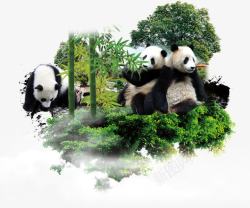 吃竹子的大熊猫熊猫元素高清图片
