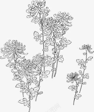 精美古典的菊花图标图标
