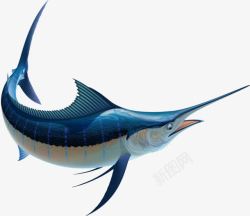 海鱼热带鱼海洋金枪鱼高清图片