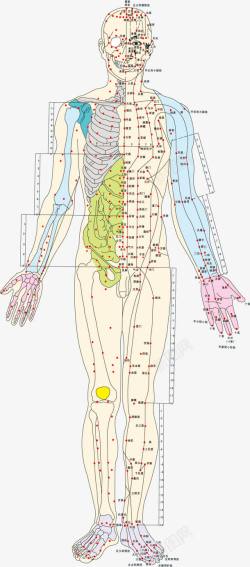 人体背部彩色手绘人体经络矢量图高清图片