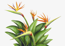装饰画叶子热带植物高清图片