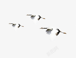 白色自由飞翔鸥自由飞翔的鹤高清图片