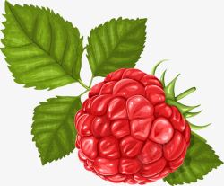 树莓果实手绘树莓高清图片