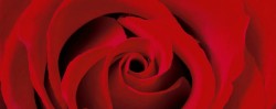 大气红色玫瑰花海报背景背景