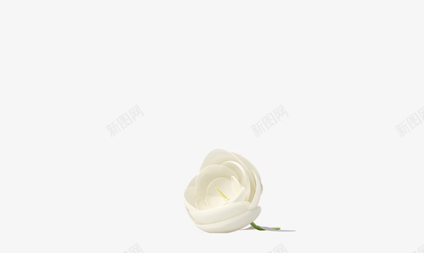 白色花朵花苞png免抠素材_新图网 https://ixintu.com 白色 花 花朵 花苞 高清