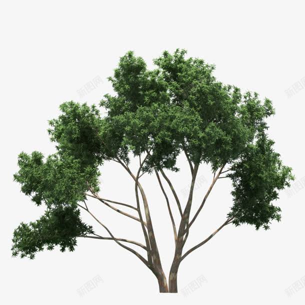 绿色树png免抠素材_新图网 https://ixintu.com 免抠png 春天 树 植树节 植物 绿色