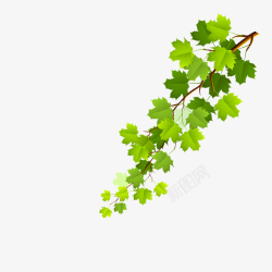 扁平化枫叶一串树枝上全是绿色扁平化唯美枫矢量图高清图片