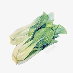 绿色素菜白菜手绘色彩片高清图片