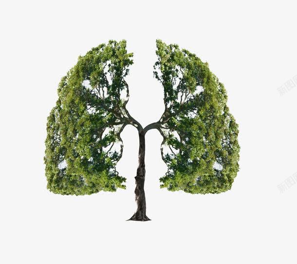 绿色树木清新肺部png免抠素材_新图网 https://ixintu.com 器官 树木 植物 绿色 肺 肺部 肺部创意 脏器