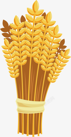 黄金小麦黄金色的小麦高清图片