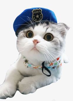 可爱一点的画册戴帽子猫咪高清图片