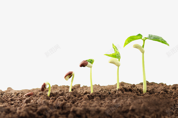 土地上种子发芽的过程png免抠素材_新图网 https://ixintu.com 农作物种子 发芽 土地 成长 种子 豆子发芽