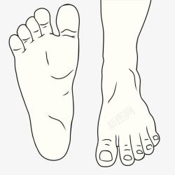 线描的脚脚趾头走路的脚掌素材