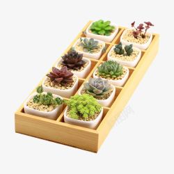 绿植DIY花盆套餐含盆土高清图片