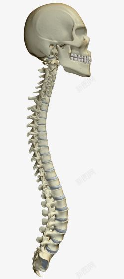 腰椎问题人体头骨脊椎高清图片