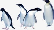 可爱南极企鹅动物素材
